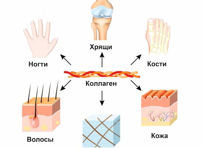 Для чего нужен коллаген организму: какие виды бывают, в чём польза